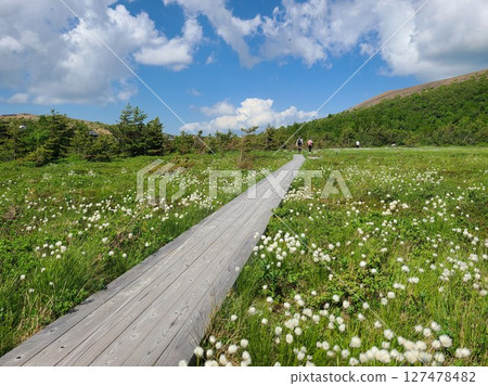 Cotton grass blooms in early summer in Jododaira Marshland, Fukushima Cotton grass blooms in early summer in Jododaira Marshland, Fukushima 127478482