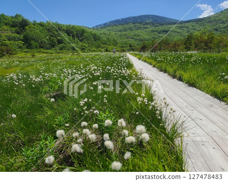 Cotton grass blooms in early summer in Jododaira Marshland, Fukushima Cotton grass blooms in early summer in Jododaira Marshland, Fukushima 127478483