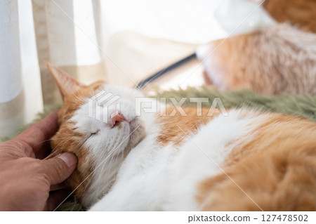 Stroking a cat, brown tabby white Stroking a cat, brown tabby white 127478502