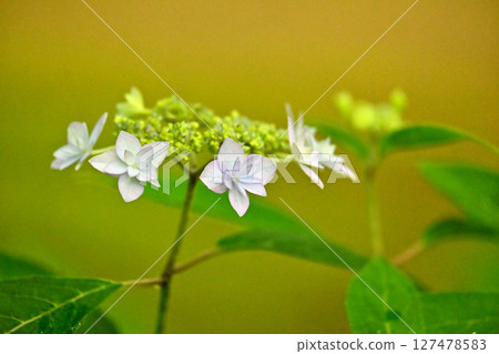 Mountain hydrangea seven-tiered flower Mountain hydrangea seven-tiered flower 127478583