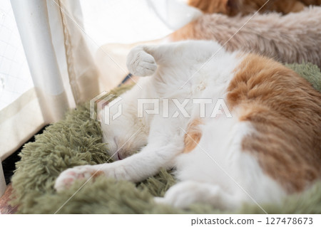 睡貓棕虎白 127478673