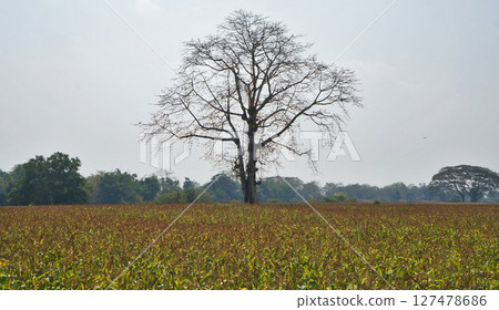 Lone tree stands tall in a vast agricultural field under a clear blue sky 127478686
