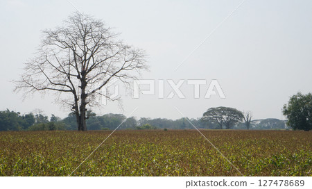 Lone tree stands tall in a vast agricultural field under a clear blue sky 127478689