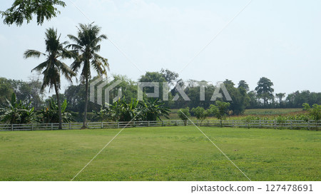 Lush green landscape with coconut trees and farmland in bright daylight Lush green landscape with coconut trees and farmland in bright daylight 127478691