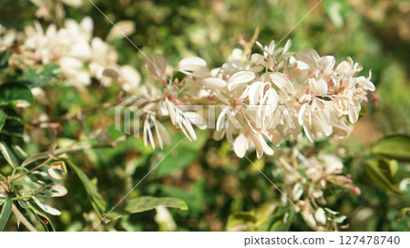 Beautiful white flowering bush in bloom during sunny spring afternoon in serene garden 127478740