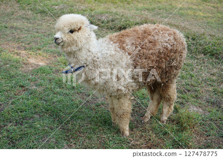 Fluffy Young Alpaca Stands in Green Grass With a Playful Expression in the Sunny Field Fluffy Young Alpaca Stands in Green Grass With a Playful Expression in the Sunny Field 127478775