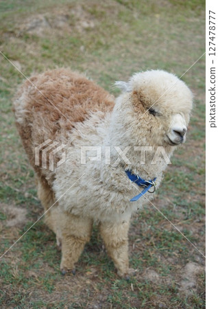 Fluffy Young Alpaca Stands in Green Grass With a Playful Expression in the Sunny Field 127478777