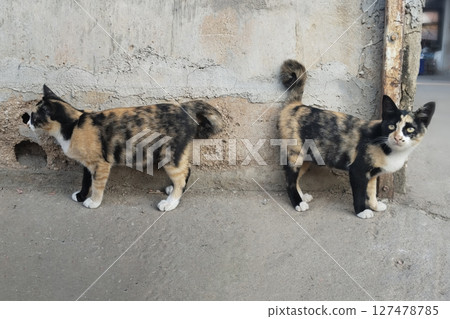 Two Playful Calico Cats Exploring a Textured Urban Wall in Late Afternoon Light Two Playful Calico Cats Exploring a Textured Urban Wall in Late Afternoon Light 127478785