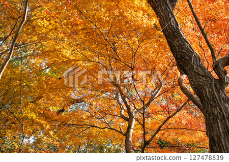 Beautiful autumn forest Beautiful autumn forest 127478839