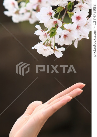 觸碰櫻花的手：櫻花與指尖 127478988