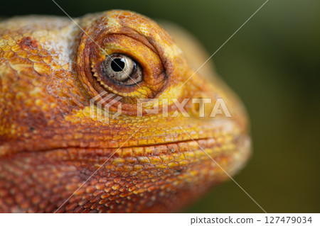 The Piercing Eyes of an Agama Lizard, close-up The Piercing Eyes of an Agama Lizard, close-up 127479034