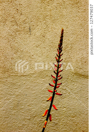 Bunch of Aloe Vera Flower Buds 127479037