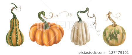 Set of autumn harvest of ripe pumpkin. Fresh farm vegetables, healthy organic food, vegetarianism. Garden plants, agriculture, seasonal plants. Nature, agronomy and rural life. Isolated illustration Set of autumn harvest of ripe pumpkin. Fresh farm vegetables, healthy organic food, vegetarianism. Garden plants, agriculture, seasonal plants. Nature, agronomy and rural life. Isolated illustration 127479101