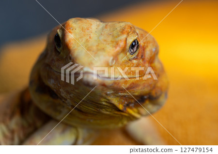 The Hypnotic Eyes of a Naked Agama Lizard, close-up The Hypnotic Eyes of a Naked Agama Lizard, close-up 127479154