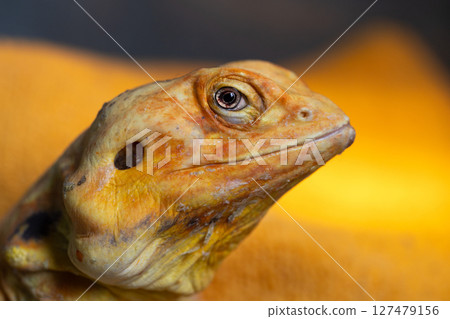 The Hypnotic Eyes of a Naked Agama Lizard, close-up The Hypnotic Eyes of a Naked Agama Lizard, close-up 127479156