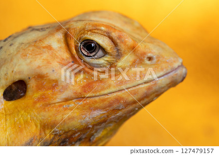 The Hypnotic Eyes of a Naked Agama Lizard, close-up The Hypnotic Eyes of a Naked Agama Lizard, close-up 127479157