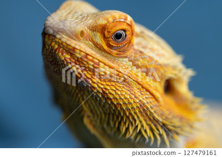 The Piercing Eyes of an Agama Lizard on the blue background The Piercing Eyes of an Agama Lizard on the blue background 127479161