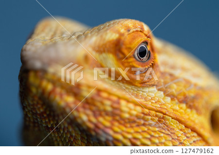 The Piercing Eyes of an Agama Lizard on the blue background The Piercing Eyes of an Agama Lizard on the blue background 127479162