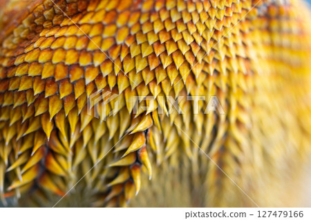 Close-up of the agama's defensive spines Close-up of the agama's defensive spines 127479166