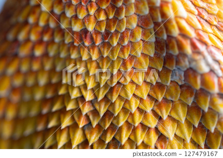 Close-up of the agama's defensive spines Close-up of the agama's defensive spines 127479167