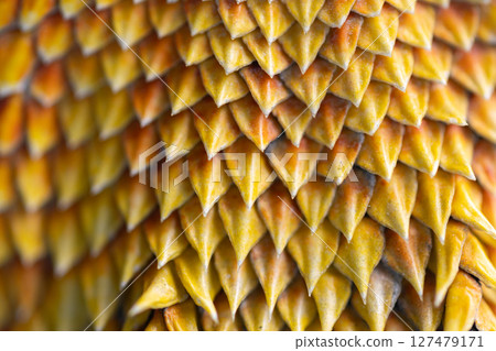 Close-up of the agama's defensive spines Close-up of the agama's defensive spines 127479171
