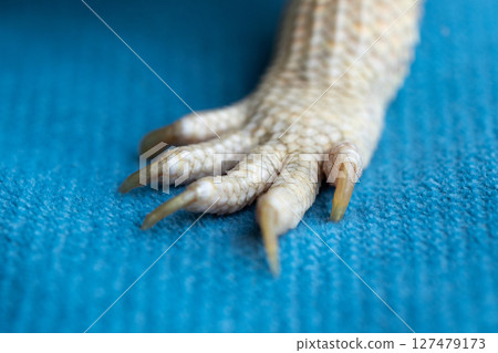 Agama's paw with claws close-up 127479173