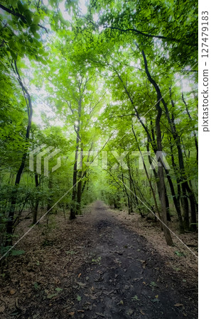 A Beautiful and Lush Green Forest Pathway is Wonderfully Surrounded by Majestic Tall Trees 127479183