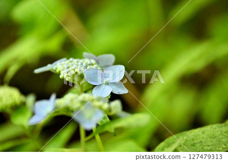 Mountain hydrangea Mount Kuju 127479313