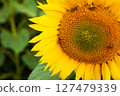 Close-up view of a vibrant yellow sunflower with several bees actively pollinating its pollen-rich disc 127479339
