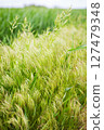 Lush green grass sways gently in the breeze, showcasing the beauty of nature's vibrant textures and colors 127479348