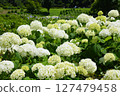 繡球花公園 127479458