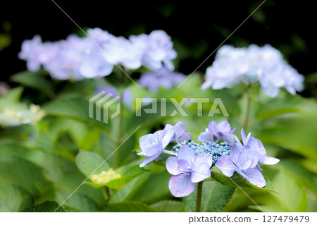 Hydrangeas blooming in vibrant colors under the rainy season sky Hydrangeas blooming in vibrant colors under the rainy season sky 127479479