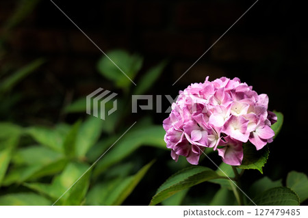 Hydrangeas blooming in vibrant colors under the rainy season sky Hydrangeas blooming in vibrant colors under the rainy season sky 127479485