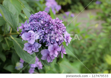 Hydrangeas blooming in vibrant colors under the rainy season sky Hydrangeas blooming in vibrant colors under the rainy season sky 127479533