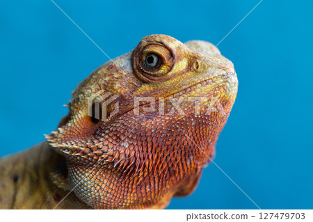 The Piercing Eyes of an Agama Lizard on the blue background The Piercing Eyes of an Agama Lizard on the blue background 127479703