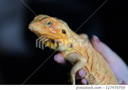 Tender Connection: Human Hands Gently Stroke a Naked Agama Lizard Tender Connection: Human Hands Gently Stroke a Naked Agama Lizard 127479709