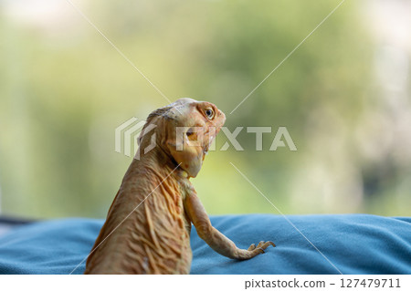 Zen Moment: A Naked Agama Meditates by the Window 127479711