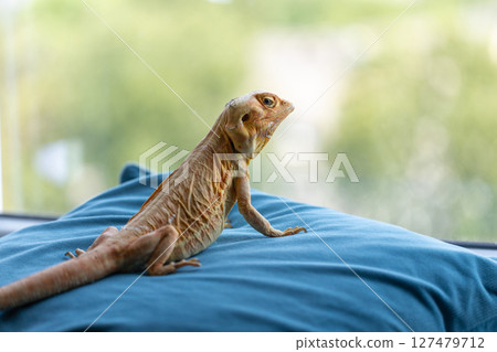 Zen Moment: A Naked Agama Meditates by the Window Zen Moment: A Naked Agama Meditates by the Window 127479712