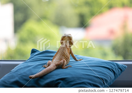 Zen Moment: A Naked Agama Meditates by the Window Zen Moment: A Naked Agama Meditates by the Window 127479714