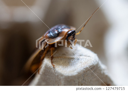 Argentine cockroach with one antenna on an egg tray, macro view Argentine cockroach with one antenna on an egg tray, macro view 127479715