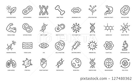 biology science line icon set, muscle fiber nucleus core enzyme active mitochondria 127480362