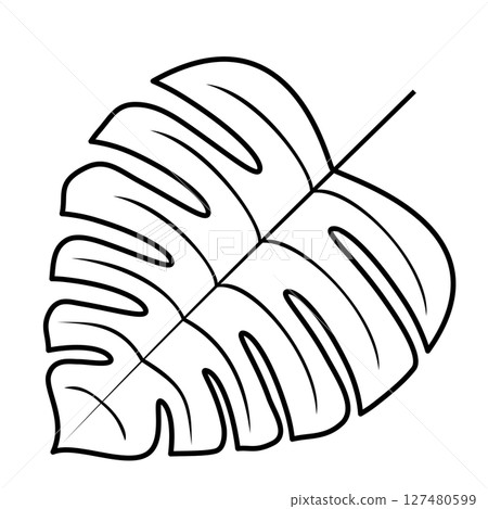 Simple Monstera illustration 127480599