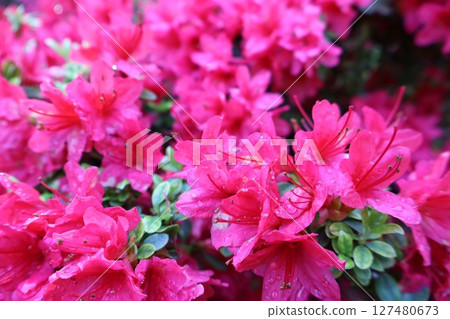 盛開的紅杜鵑花 127480673