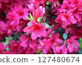 盛開的紅杜鵑花 127480674