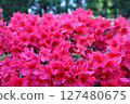 盛開的紅杜鵑花 127480675