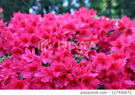 盛開的紅杜鵑花 127480675