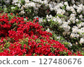 紅白杜鵑花盛開 127480676