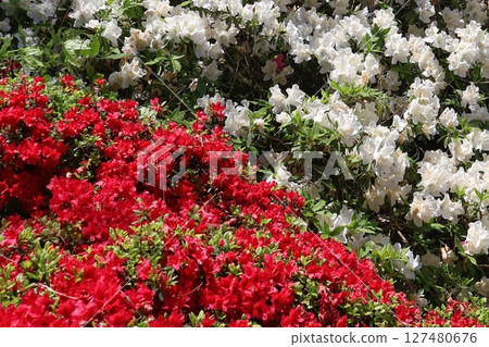紅白杜鵑花盛開 127480676
