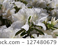盛開的白杜鵑花 127480679