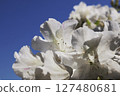 在藍天閃耀的白色杜鵑花 127480681
